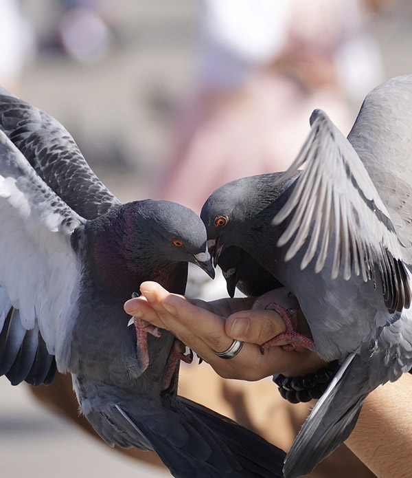 Come allontanare i piccioni dal balcone: dissuasori e altri rimedi -  Paradigma