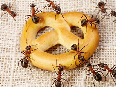come eliminare le formiche in casa