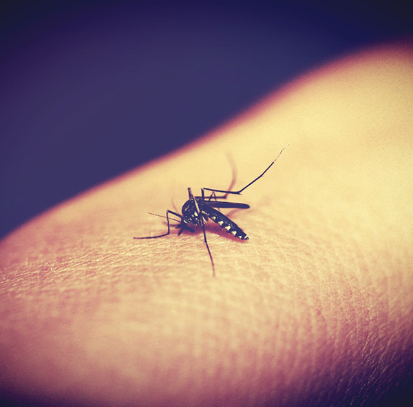 rimedi per allontanare le zanzare